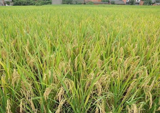 點(diǎn)擊查看詳細(xì)信息<br>標(biāo)題：   閱讀次數(shù)：2919